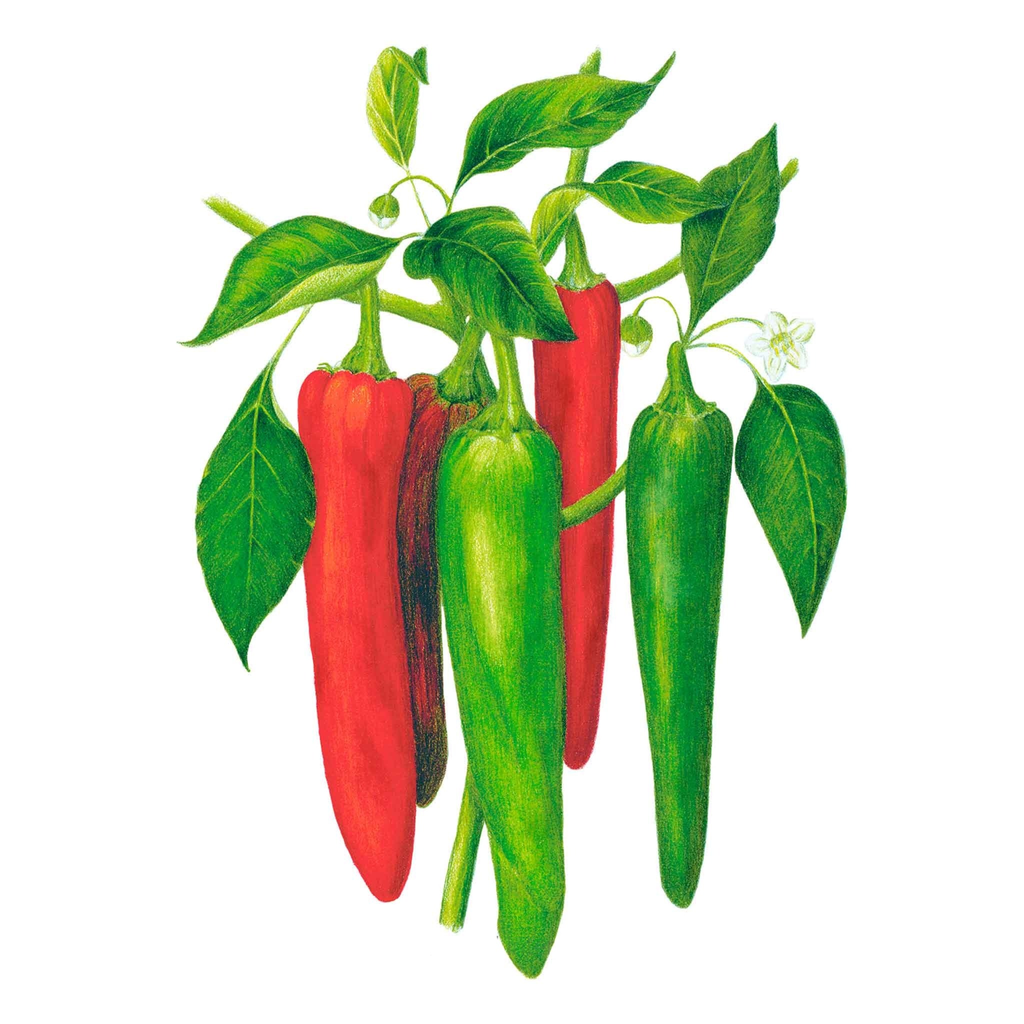 NuMex Joe E. Parker Chile Anaheim Pepper Seeds – Epic Gardening