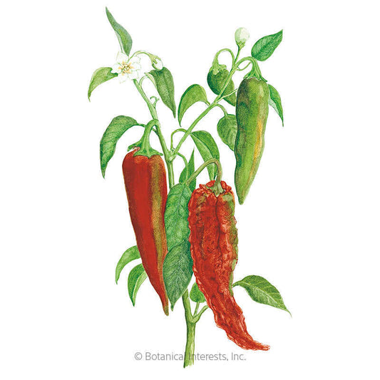 NuMex Joe E. Parker Chile Anaheim Pepper Seeds