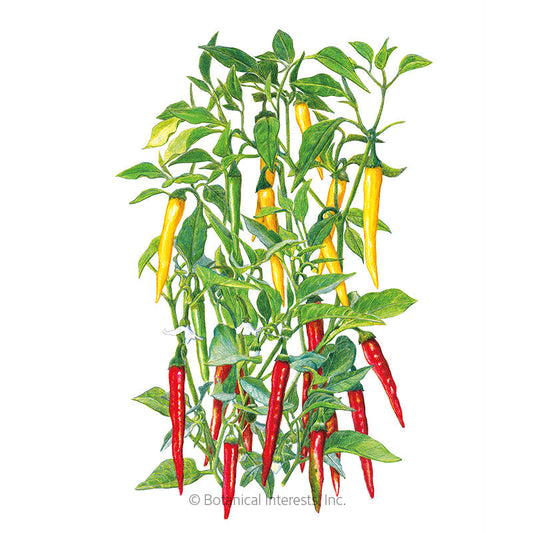 Cayenne Blend Chile Pepper Seeds Product Image