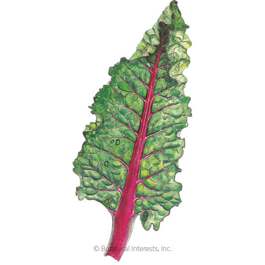 Ruby Red/Rhubarb Swiss Chard Seeds Product Image