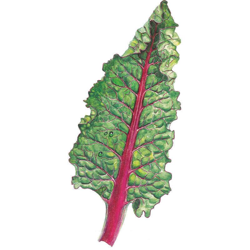 Ruby Red/Rhubarb Swiss Chard Seeds