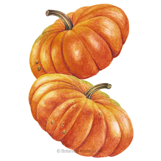 Cinderella Pumpkin Seeds Product Image
