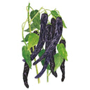 Pasilla Bajio Chilaca Chile Pepper Seeds