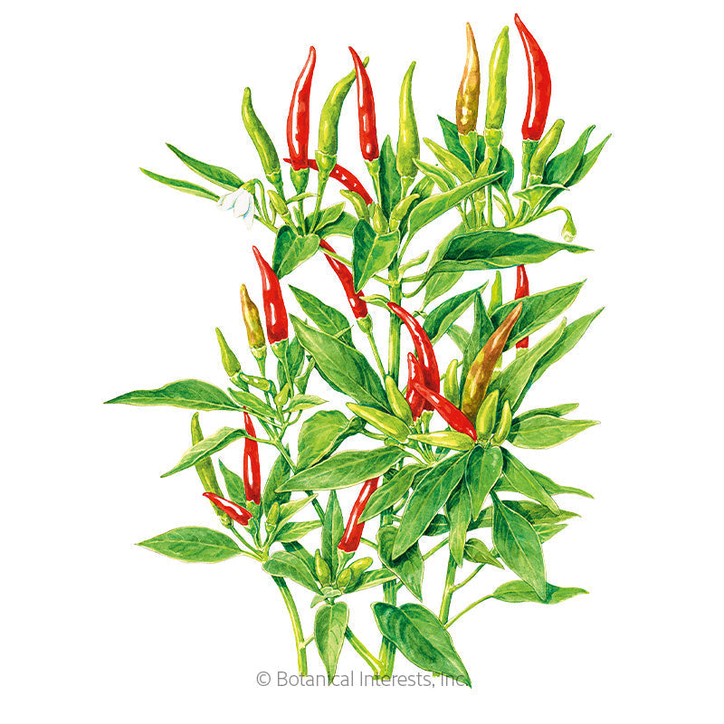 Thai Hot Chile Pepper Seeds Product Image