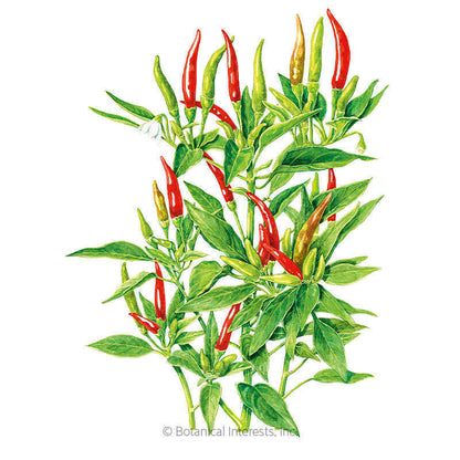 Thai Hot Chile Pepper Seeds