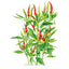 Thai Hot Chile Pepper Seeds