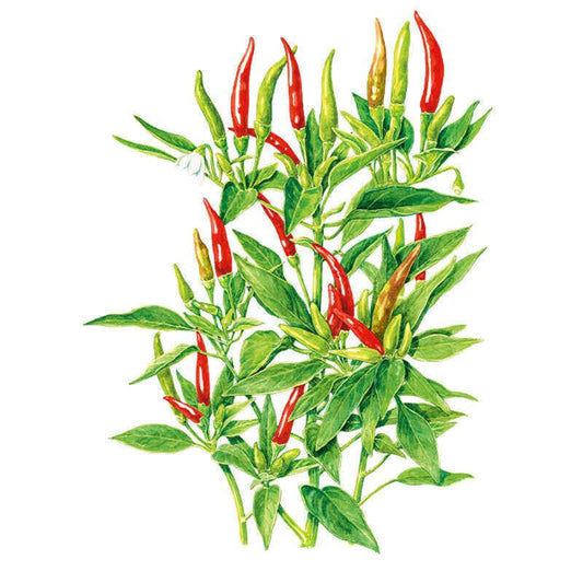 Thai Hot Chile Pepper Seeds
