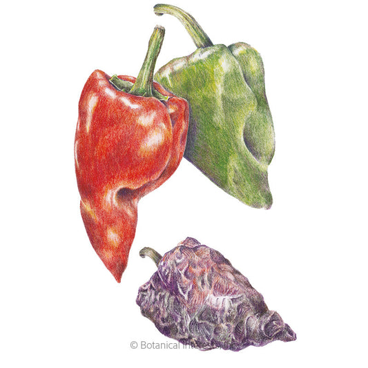 Ancho/Poblano Chile Pepper Seeds Product Image