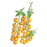 Botanical Interests Sun Gold Pole Cherry Tomato Seeds