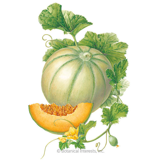 Charentais Cantaloupe Melon Seeds Product Image
