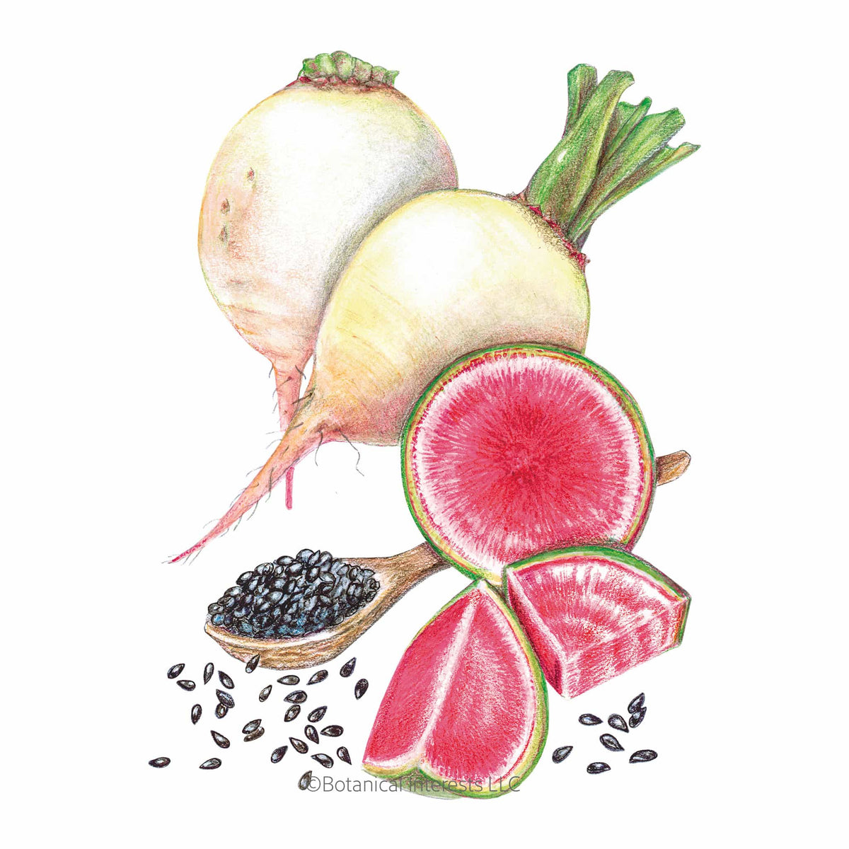 Watermelon Radish Seeds - Non-GMO Heirloom Variety, Super Easy To Grow!