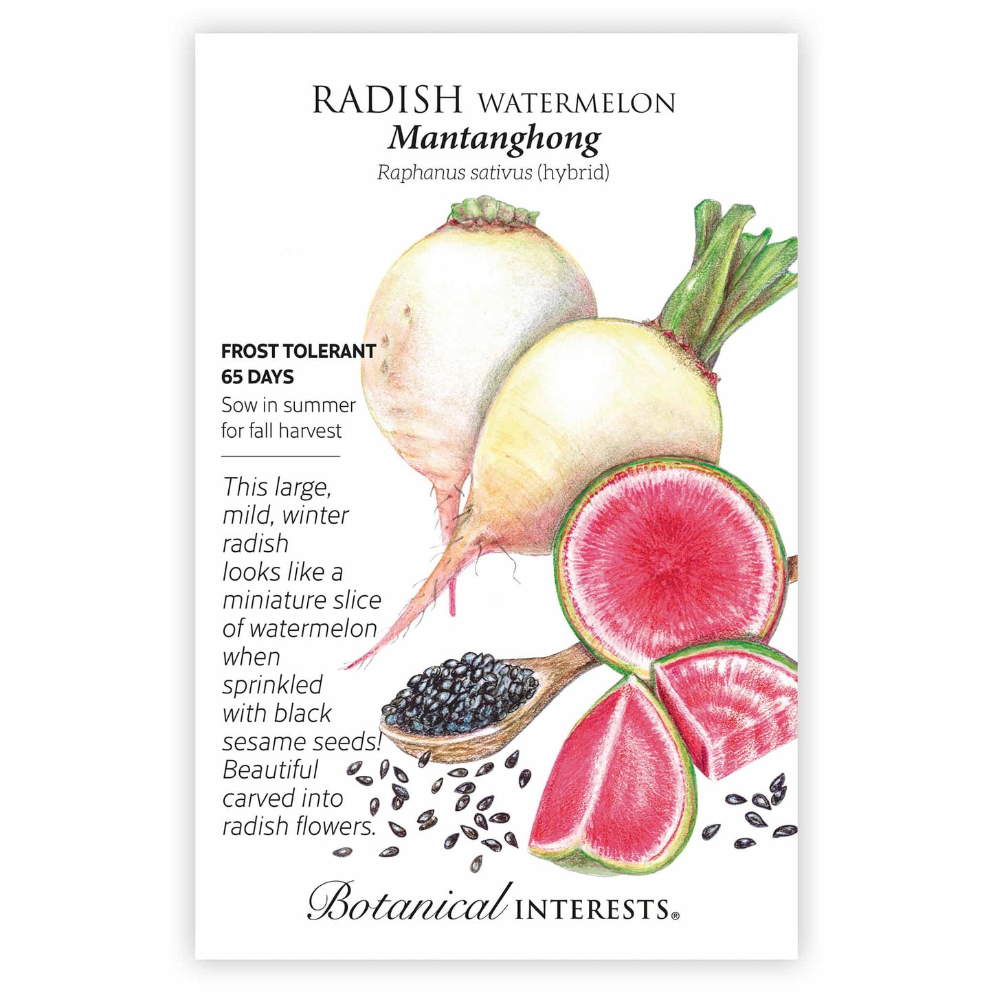 planting watermelon radish seeds Mantanghong Watermelon Radish Seeds