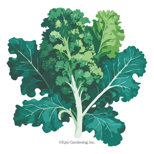 White Russian Kale