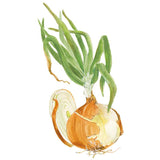 Gabriella Bulb Onion Seeds