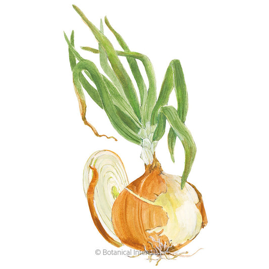 Gabriella Bulb Onion Seeds
