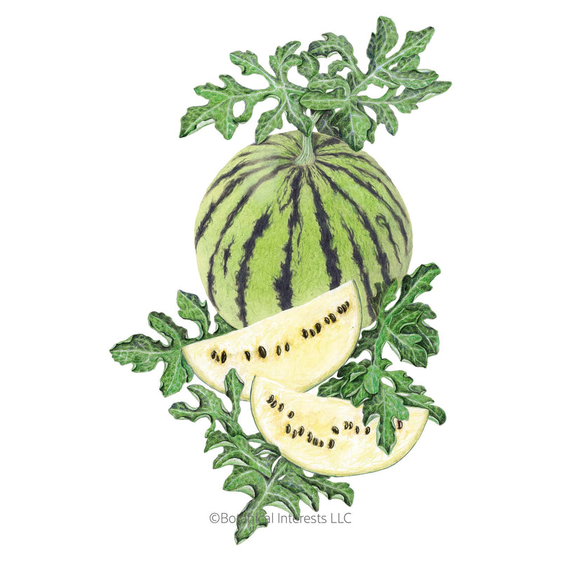 plant watermelon seeds Cream of Saskatchewan Watermelon Seeds