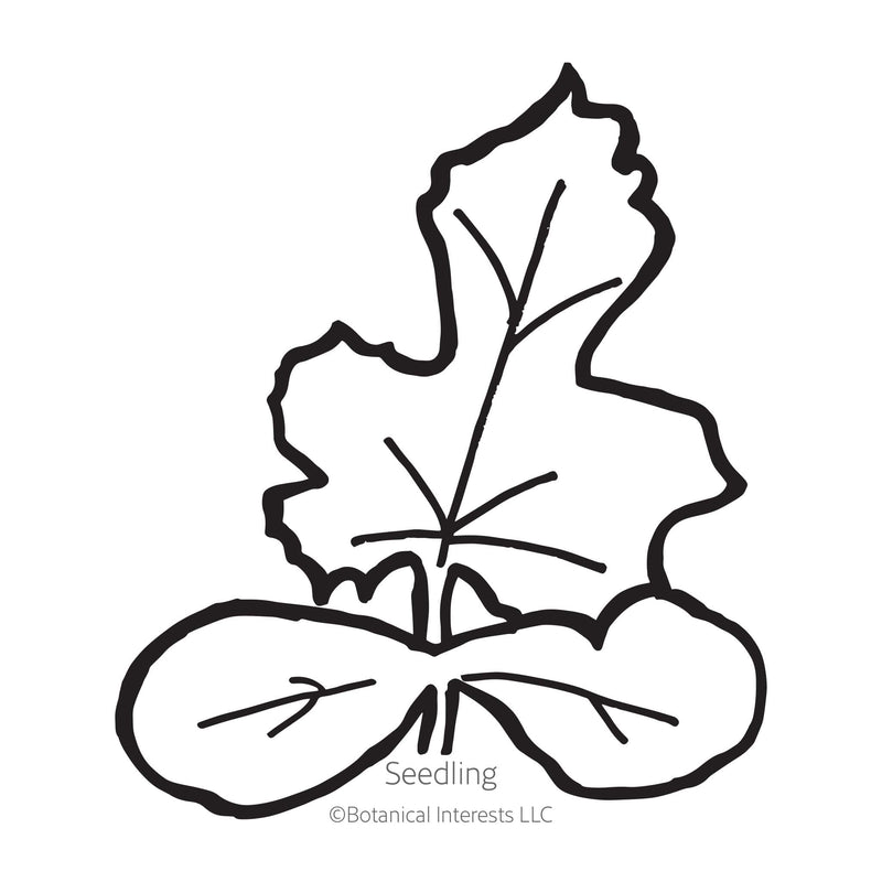 Cream of Saskatchewan Watermelon Seeds