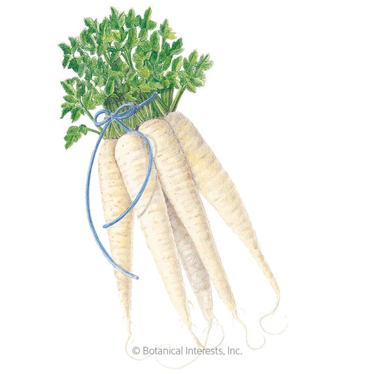 All American Parsnip Seeds Product Image