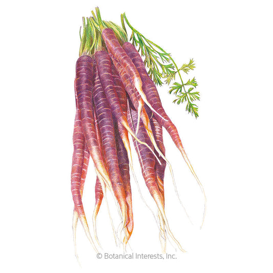 Cosmic Purple Carrot Seeds Product Image