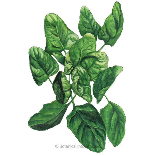 Lavewa Spinach Seeds Product Image