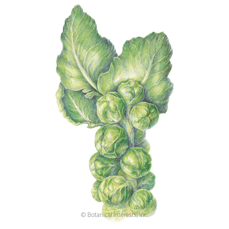 Long Island Improved Brussels Sprouts Seeds Product Image