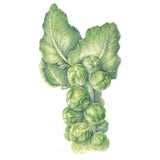 Long Island Improved Brussels Sprouts Seeds