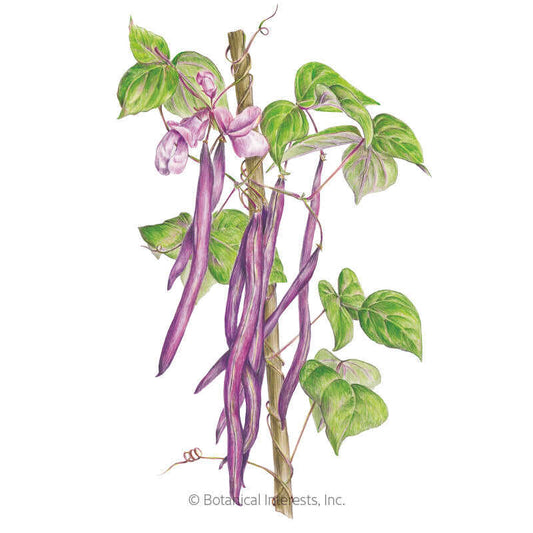 Trionfo Violetto Pole Bean Seeds