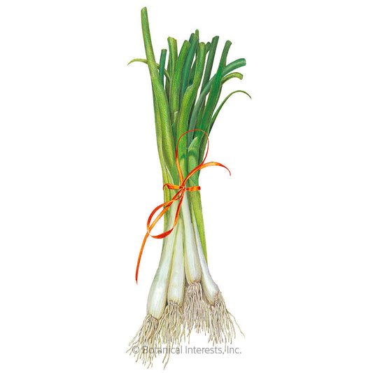 Tokyo Long White Bunching/Scallion Onion Seeds Product Image