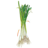 Tokyo Long White Bunching/Scallion Onion Seeds