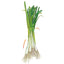 Tokyo Long White Bunching/Scallion Onion Seeds