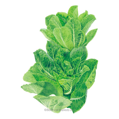 Parris Island Cos Romaine Lettuce Seeds