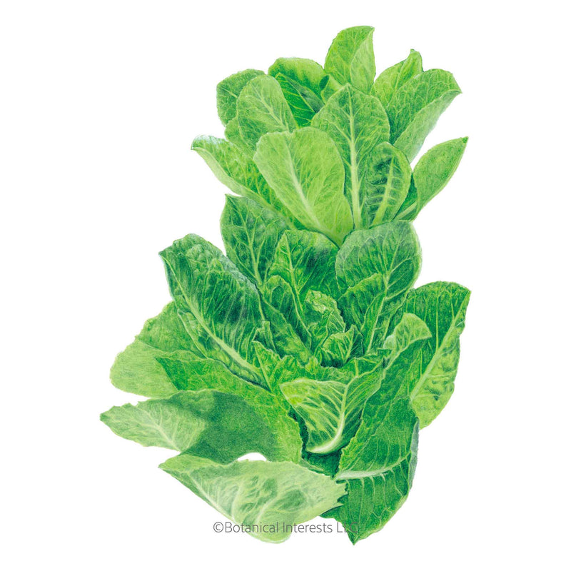 Parris Island Cos Romaine Lettuce Seeds