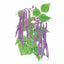 Royal Burgundy Bush Bean Seeds