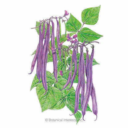 Royal Burgundy Bush Bean Seeds
