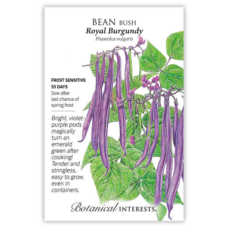 Royal Burgundy Bush Bean Seeds