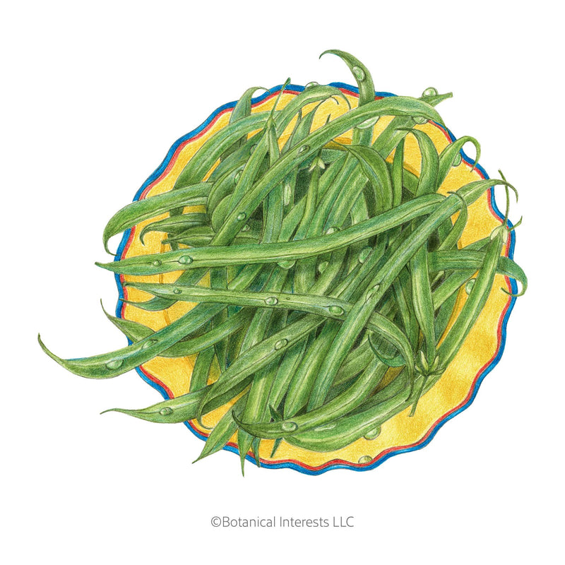 French Filet Bush Bean Seeds