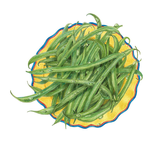 French Filet Bush Bean Seeds