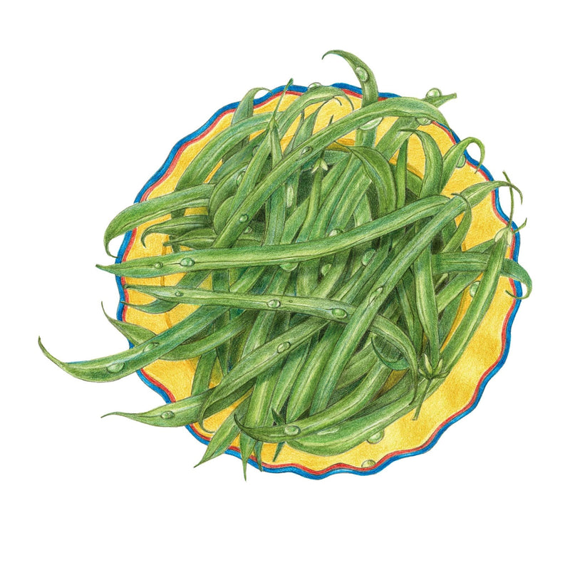 French Filet Bush Bean Seeds