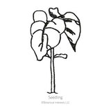 French Filet Bush Bean Seeds