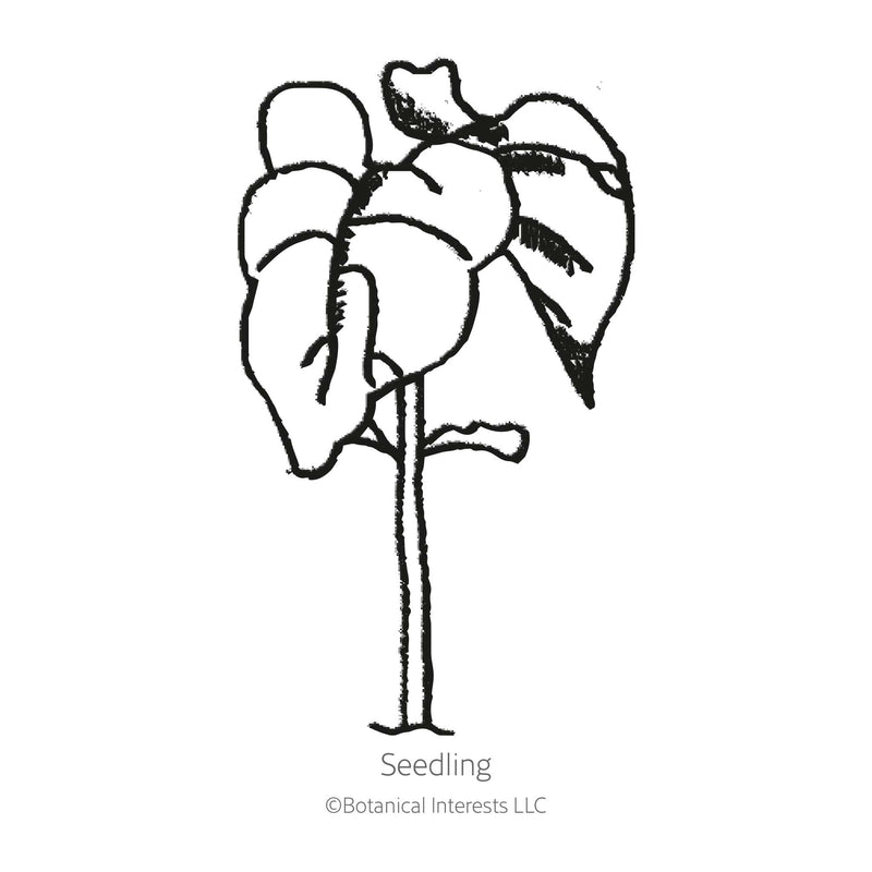 French Filet Bush Bean Seeds