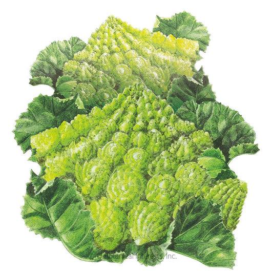 Romanesco Cauliflower Seeds Product Image