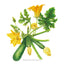 Emerald Delight Summer Squash Seeds Product Image