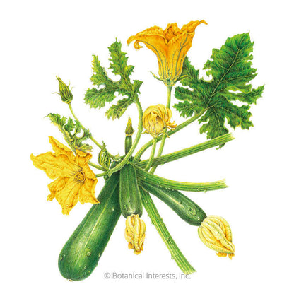 Emerald Delight Summer Squash Seeds