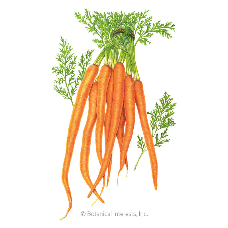 Tendersweet Carrot Seeds Product Image
