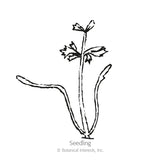 Tendersweet Carrot Seeds