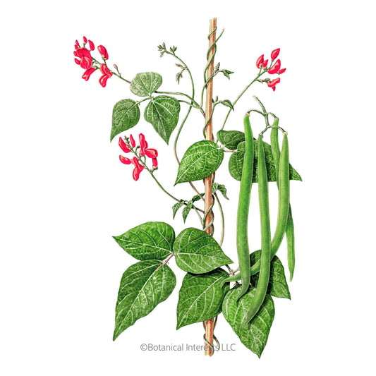 Scarlet Emperor Pole Runner Bean Seeds