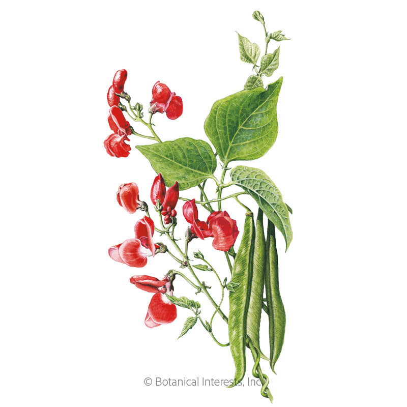 Scarlet Emperor Pole Runner Bean Seeds Product Image
