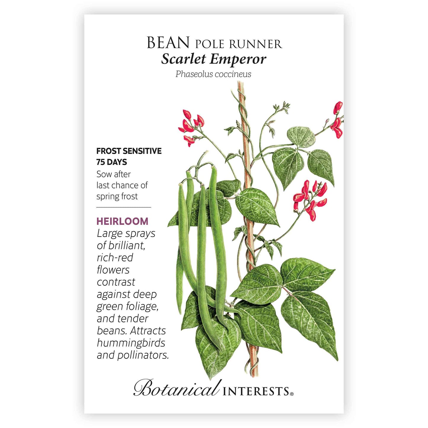 Scarlet Emperor Pole Runner Bean Seeds