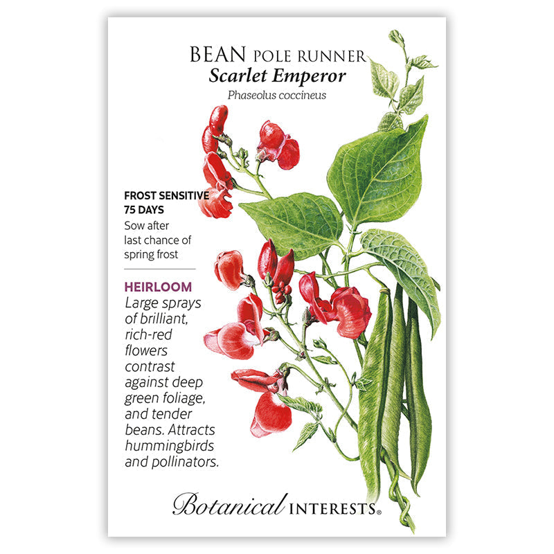 Scarlet Emperor Pole Runner Bean Seeds Product Image