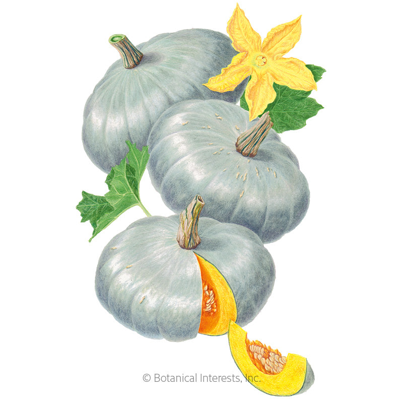 Sweet Meat Winter Squash Seeds